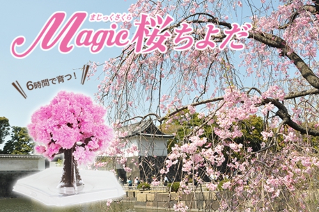 マジック桜ちよだプレスリリース プレスリリース News 株式会社otogino マジック桜ちよだプレスリリース プレスリリース News 株式会社otogino