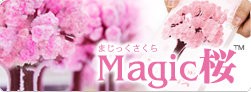 マジック桜